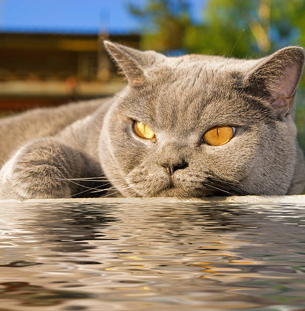 Cat lying near the water