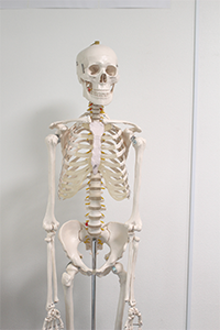 人間の骨格イメージ